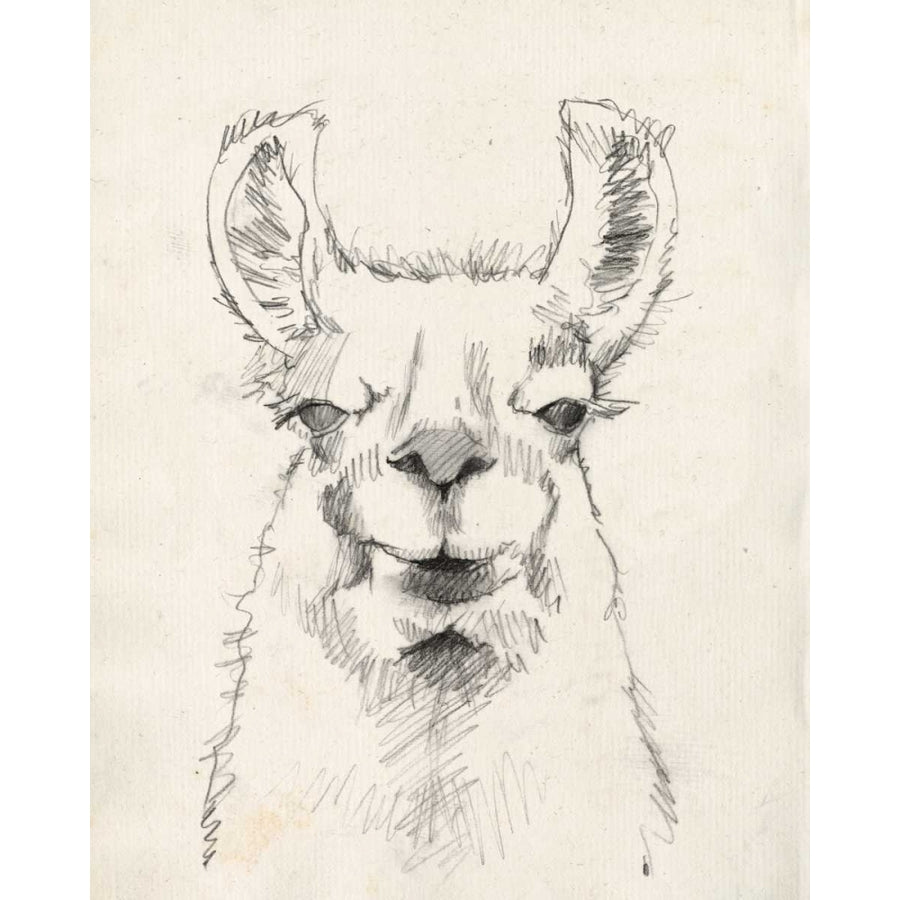 Llama Portrait II Poster Print - Jennifer Goldberger-VARPDX122269Z Image 1