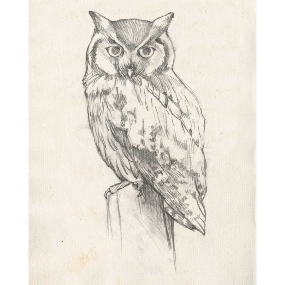 Owl Portrait II Poster Print - Jennifer Goldberger-VARPDX122277Z Image 1