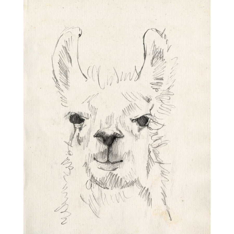 Llama Portrait I Poster Print - Jennifer Goldberger-VARPDX122268Z Image 1