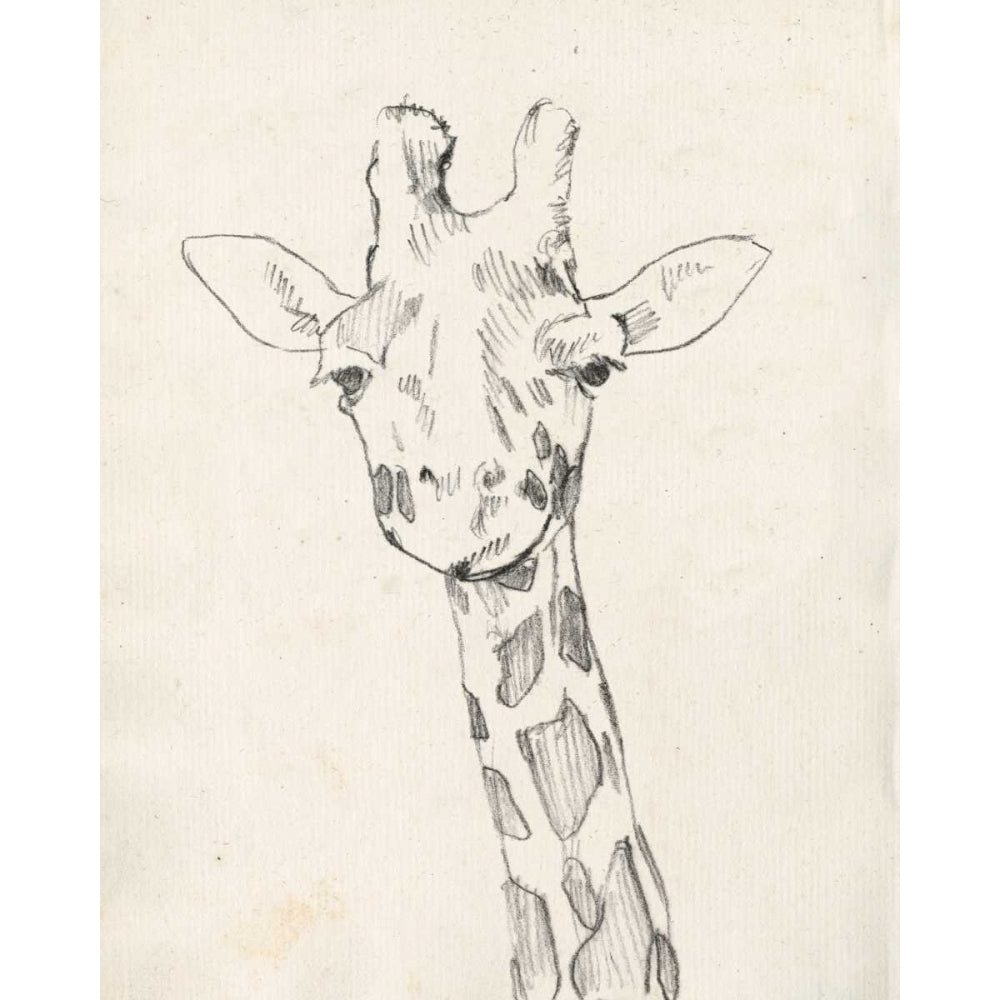 Giraffe Portrait II Poster Print - Jennifer Goldberger-VARPDX122271Z Image 1