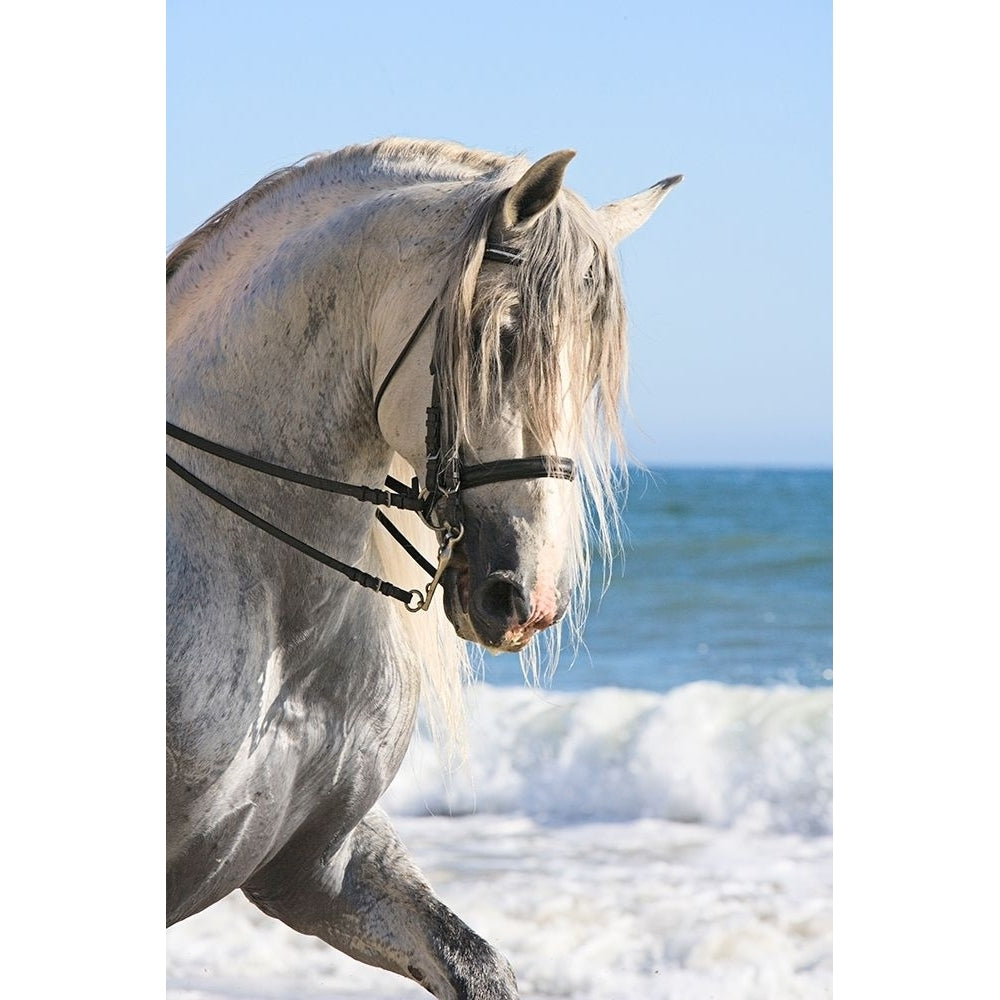 Trot on the Beach Poster Print by Carol Walker-VARPDX12229H Image 1