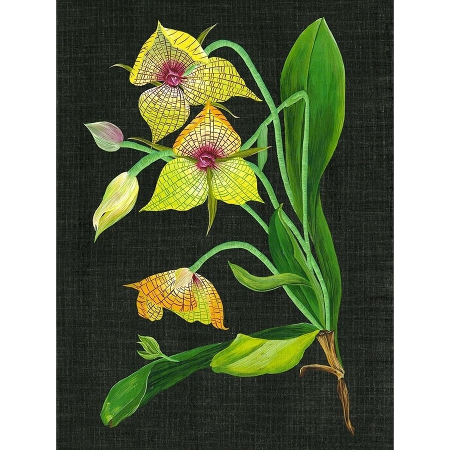 Telipogon Caulescens I Poster Print - Melissa Wang-VARPDX122378Z Image 1