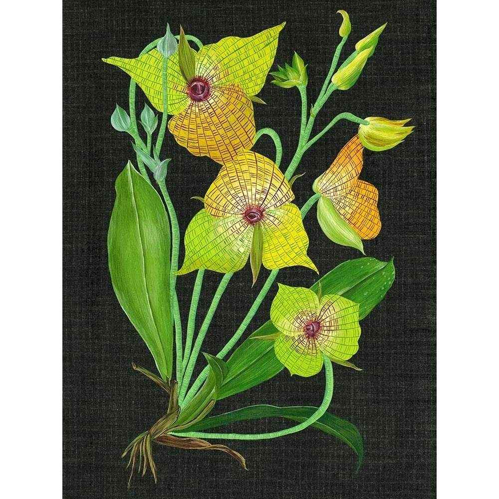 Telipogon Caulescens II Poster Print - Melissa Wang-VARPDX122379Z Image 1