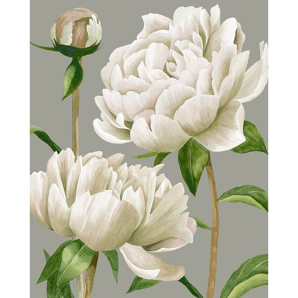 White Peonies I Poster Print - Grace Popp-VARPDX122596GG Image 1