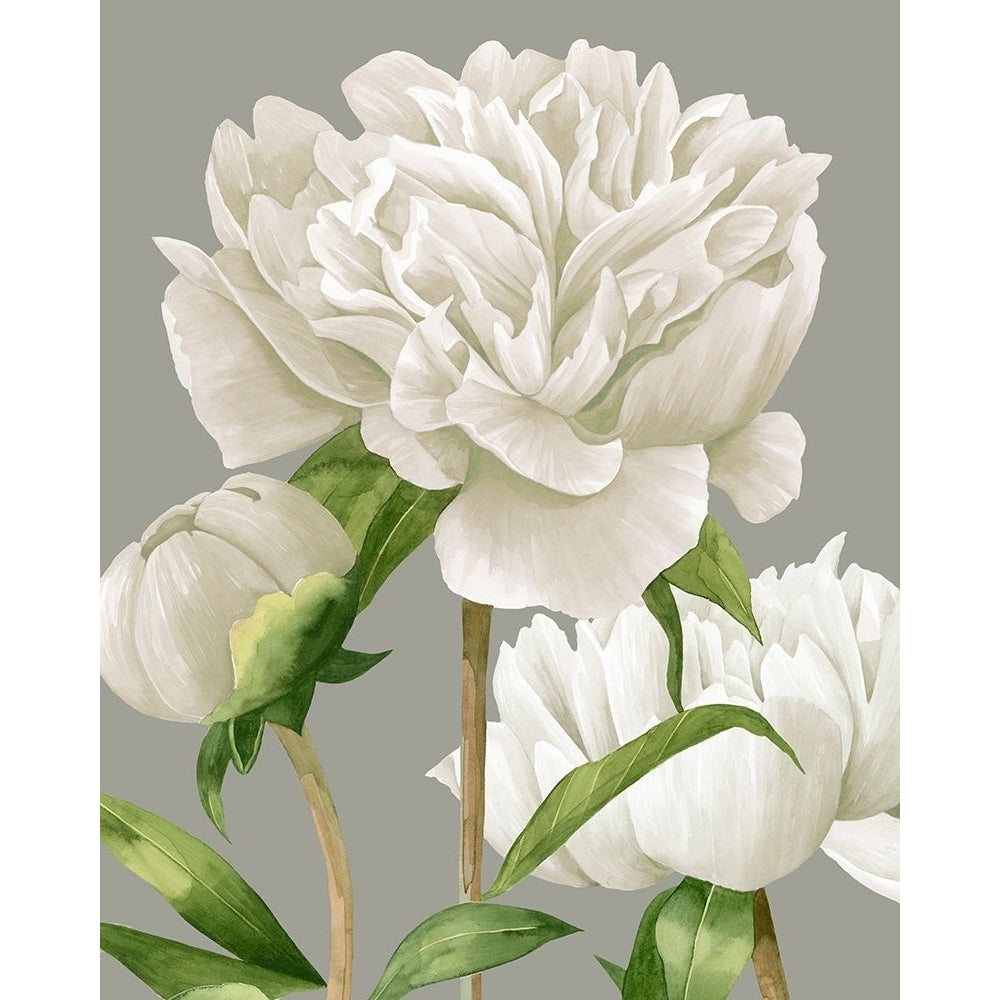 White Peonies II Poster Print - Grace Popp-VARPDX122597GG Image 1