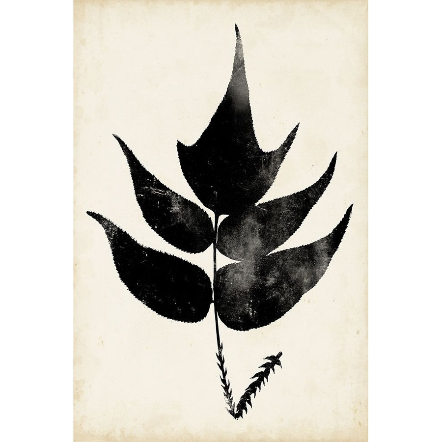 Fern Silhouette IV Poster Print - Studio Vision-VARPDX122645Z Image 1