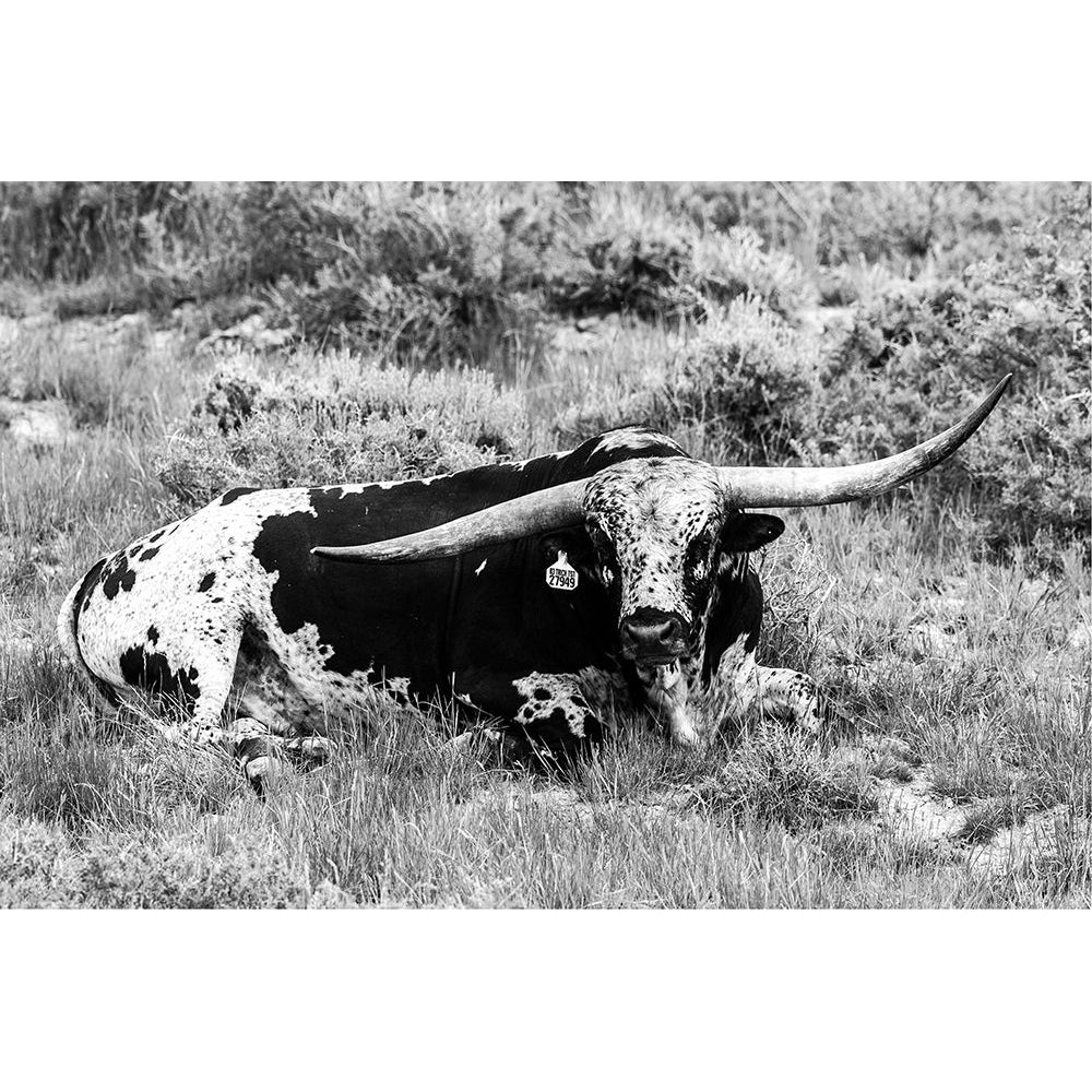 B and W Longhorn I Poster Print - Tyler Stockton-VARPDX122670GG Image 1