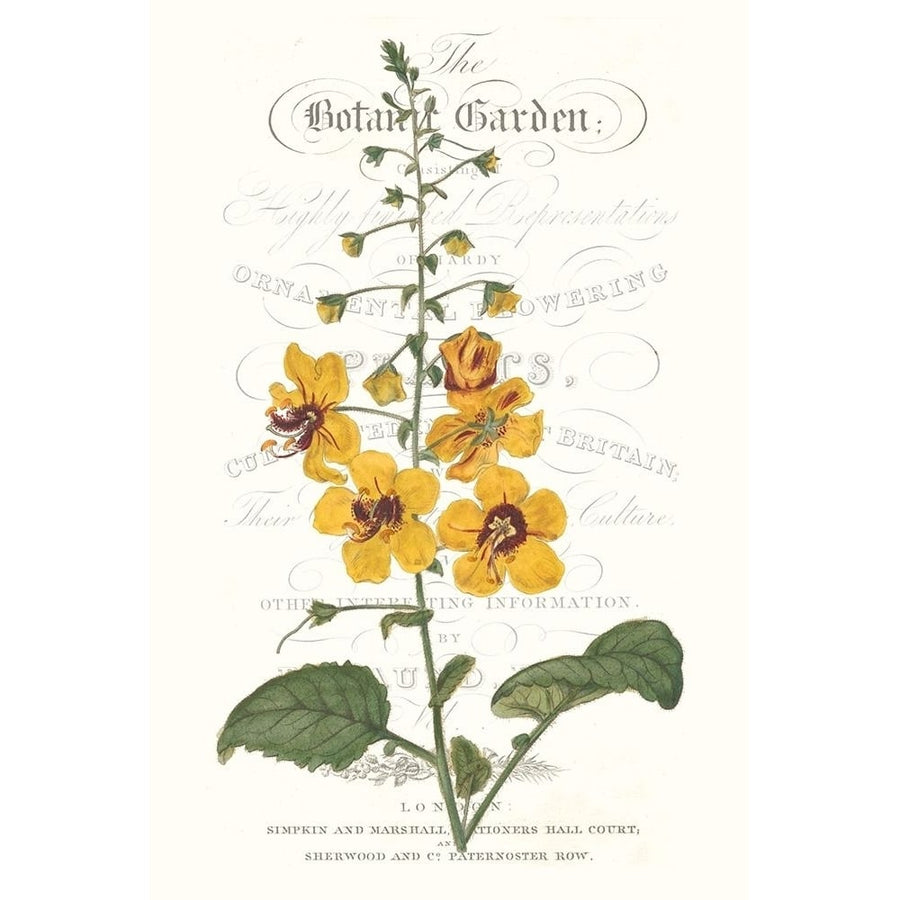 Flower Garden Varietals V Poster Print - Studio Vision-VARPDX122668Z Image 1