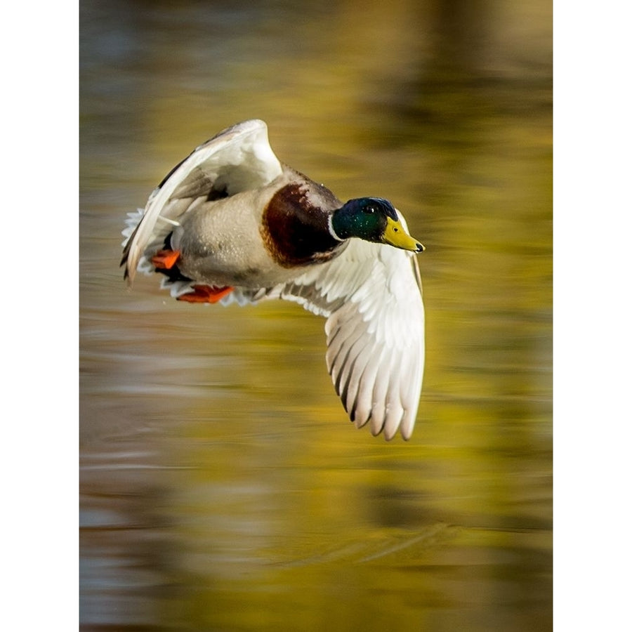 Mallard Flight I Poster Print - Tyler Stockton-VARPDX122673GG Image 1