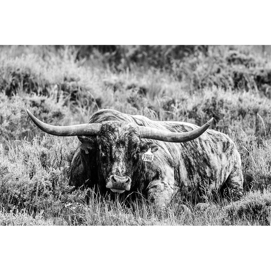 B and W Longhorn III Poster Print - Tyler Stockton-VARPDX122672GG Image 1