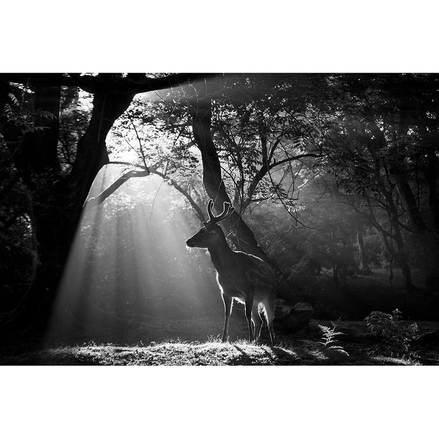 Light and Deer Poster Print - Yoshinori Matsui-VARPDX1227284 Image 1