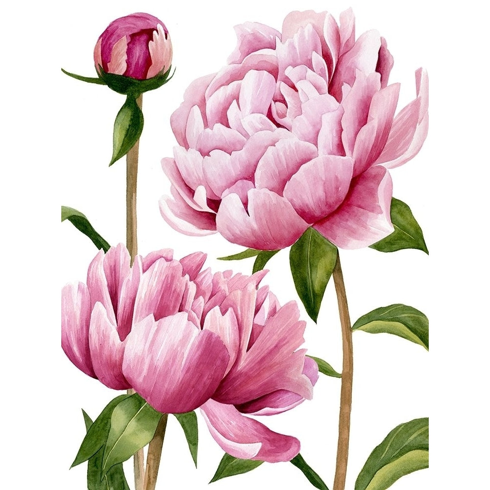 Winsome Peonies I Poster Print - Grace Popp-VARPDX122715GG Image 1