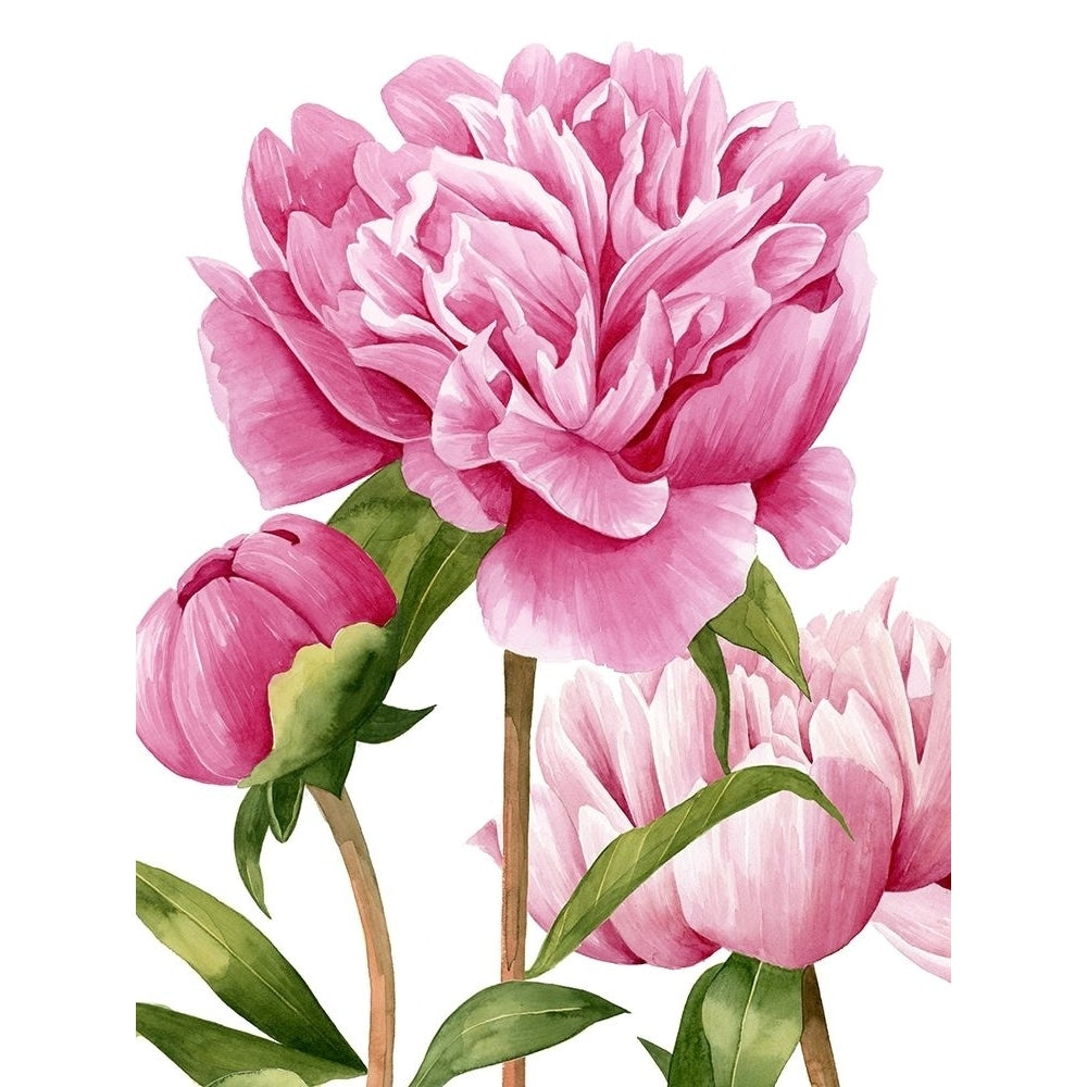 Winsome Peonies II Poster Print - Grace Popp-VARPDX122716GG Image 1