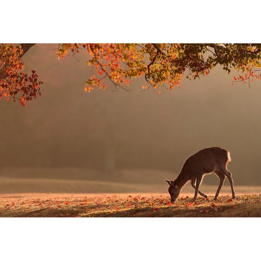 First Autumn Poster Print - Yoshinori Matsui-VARPDX1227262 Image 1