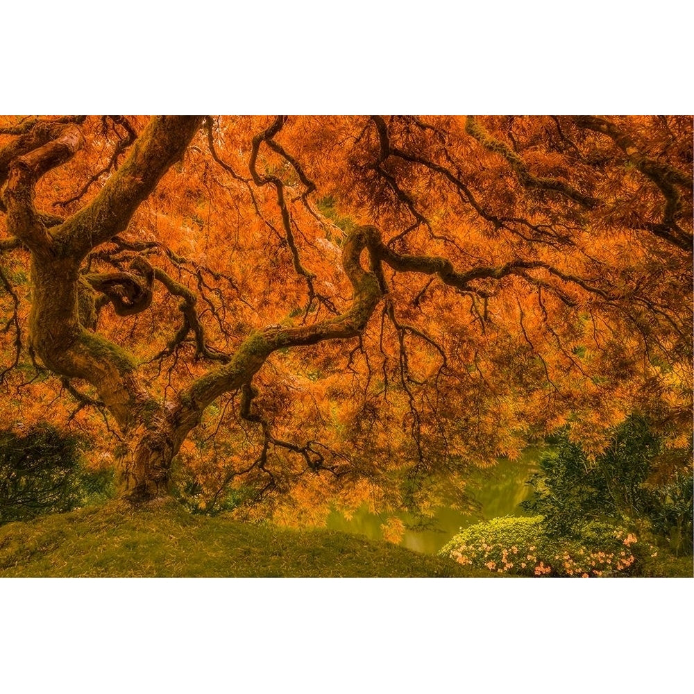 Radiant Maple I Poster Print - Don Schwartz-VARPDX122902GG Image 1