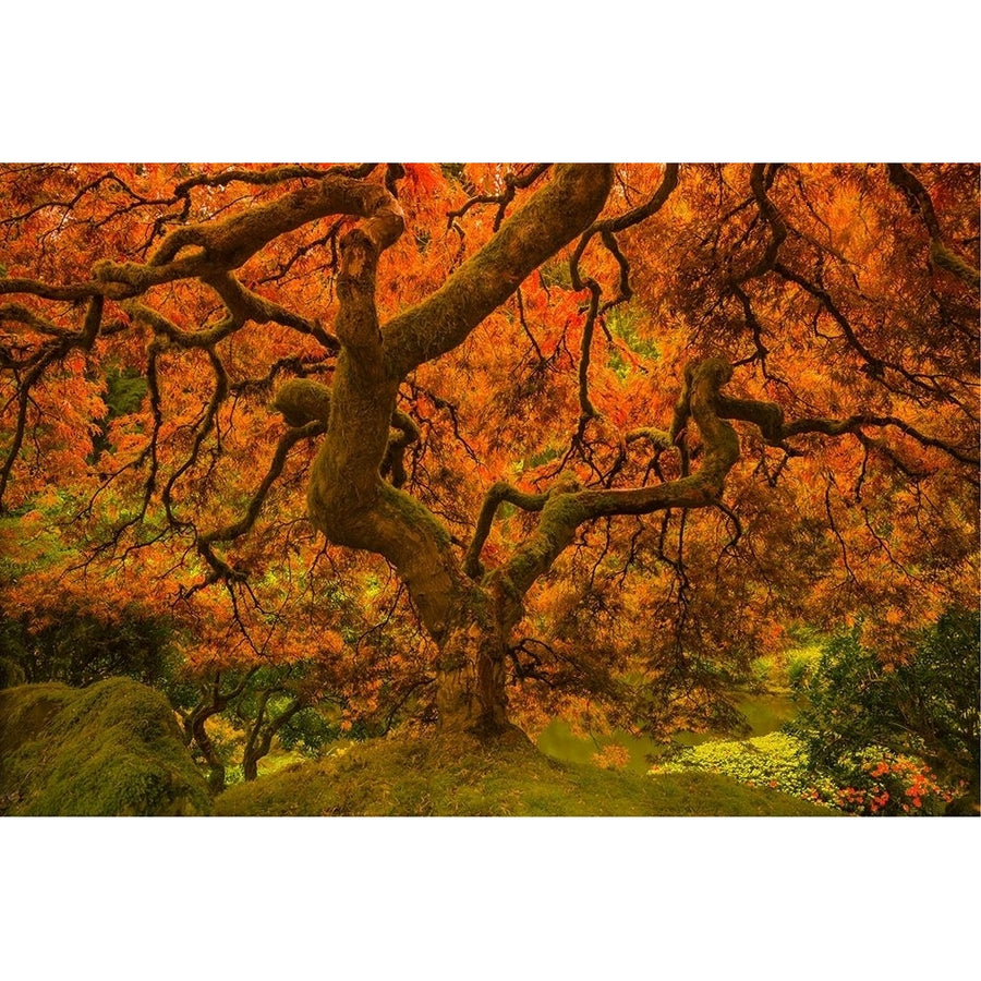 Radiant Maple II Poster Print - Don Schwartz-VARPDX122903GG Image 1