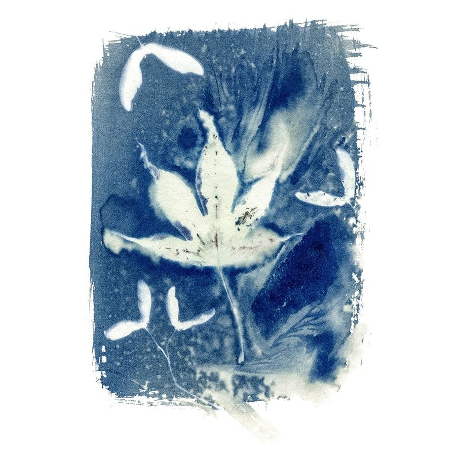 Cyanotype 4 Poster Print - Studios Arabella-VARPDX122998 Image 1