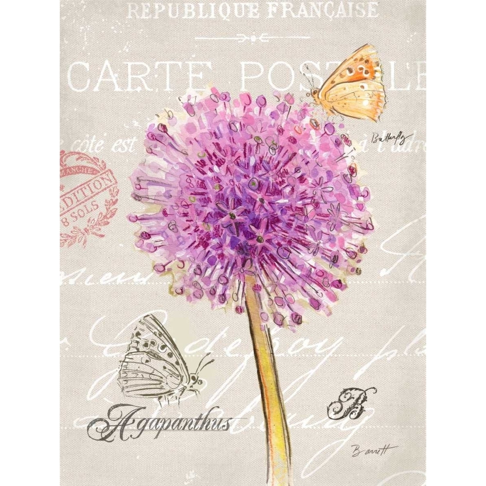 Sketchbook Agapanthus Poster Print by Chad Barrett-VARPDX122BAR1457B Image 1