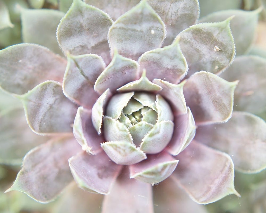 Succulent Glow I Poster Print - Jason Johnson-VARPDX123140GG Image 1