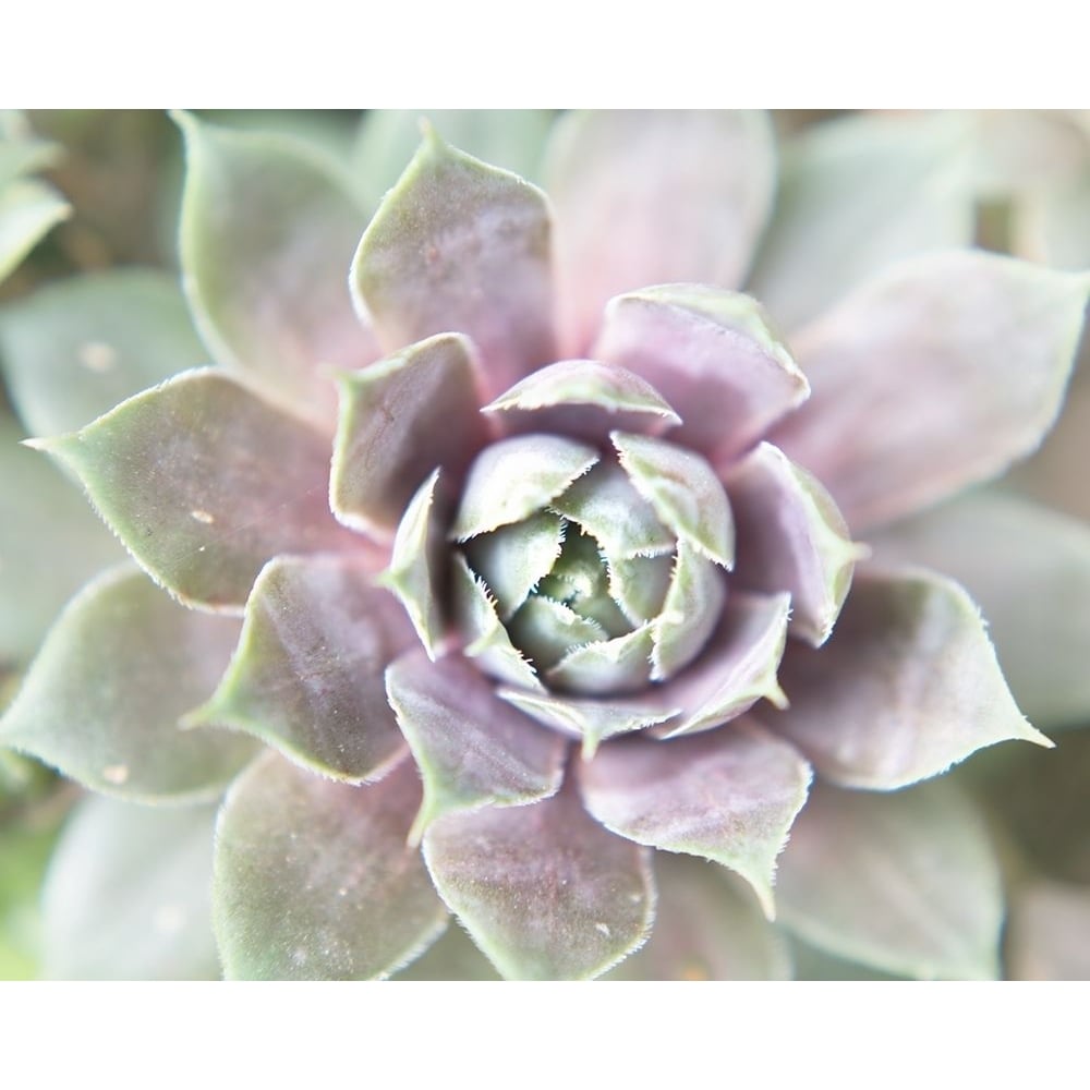 Succulent Glow II Poster Print - Jason Johnson-VARPDX123141GG Image 1