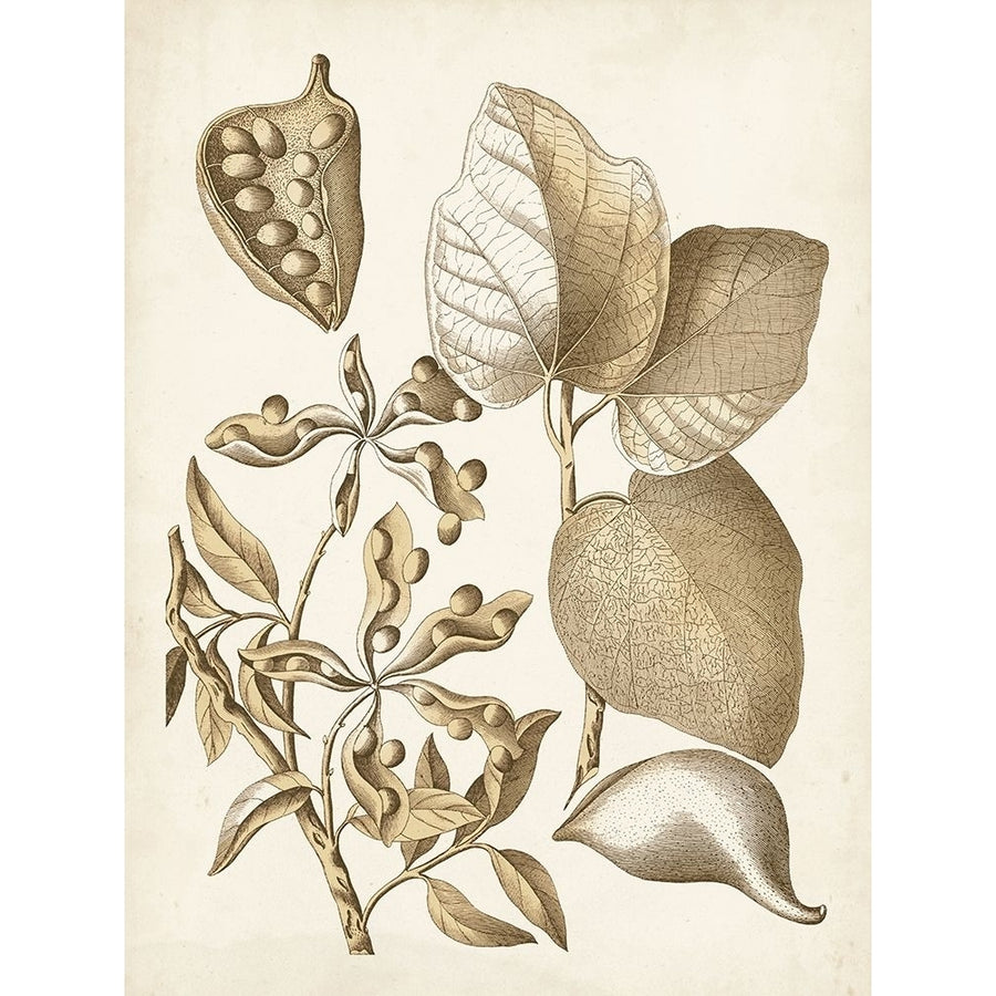 Ochre Botanical III Poster Print - Studio Vision-VARPDX123300Z Image 1