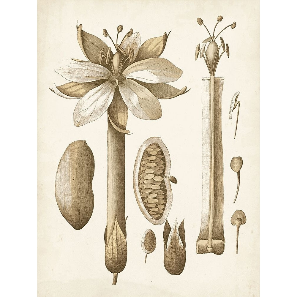 Ochre Botanical I Poster Print - Studio Vision-VARPDX123298Z Image 1