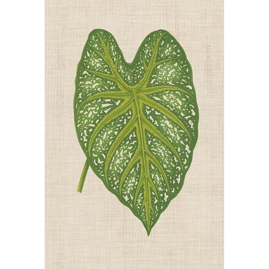 Leaves on Linen I Poster Print - Unknown-VARPDX123382Z Image 1