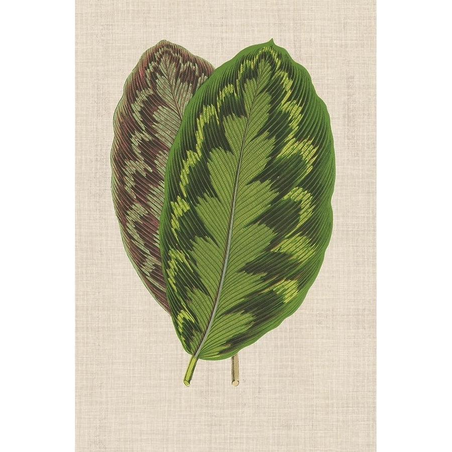 Leaves on Linen IV Poster Print - Unknown-VARPDX123385Z Image 1