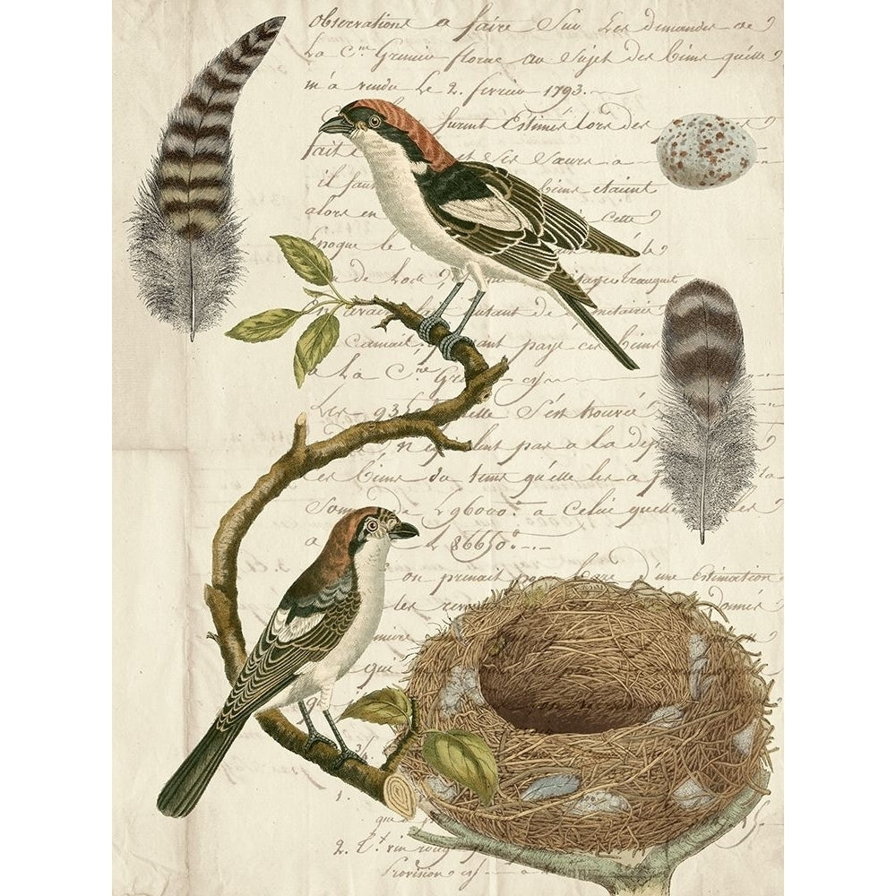 Avian Journal I Poster Print - Studio Vision-VARPDX123454Z Image 1