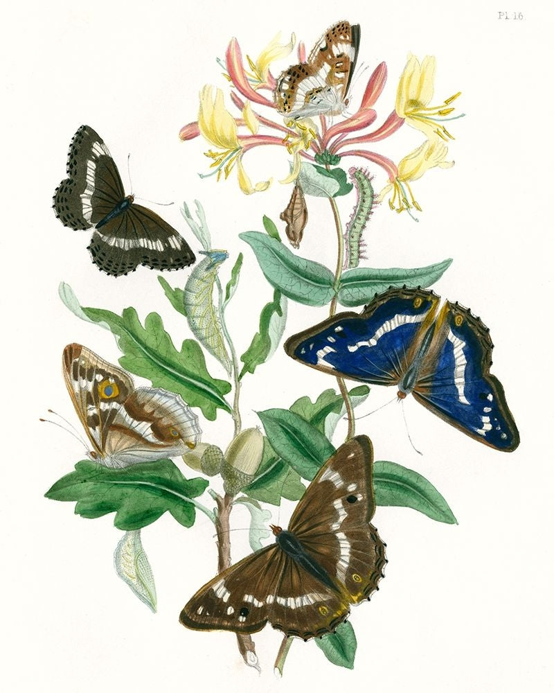 British Butterflies I Poster Print - Unknown-VARPDX123456Z Image 1