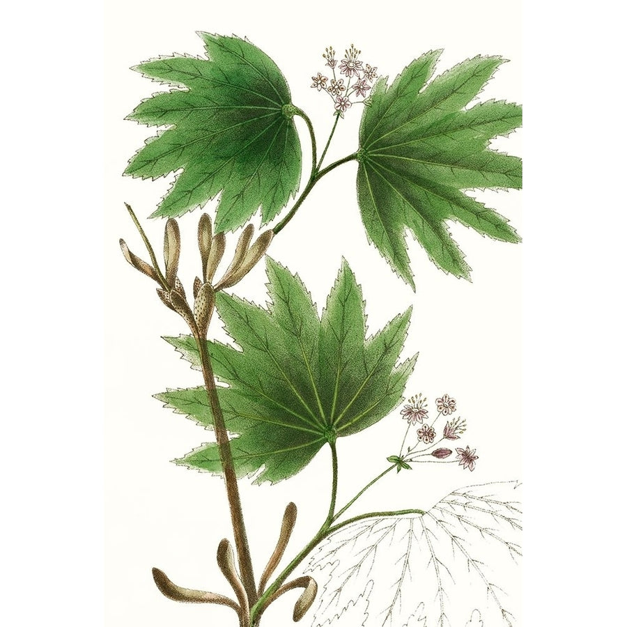 Broad Leafed Maple Poster Print - Thomas Nuttall-VARPDX123614Z Image 1