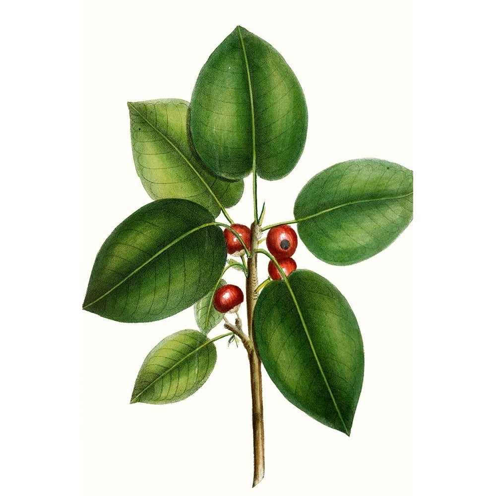 Short leaved Fig Tree Poster Print - Thomas Nuttall-VARPDX123619Z Image 1