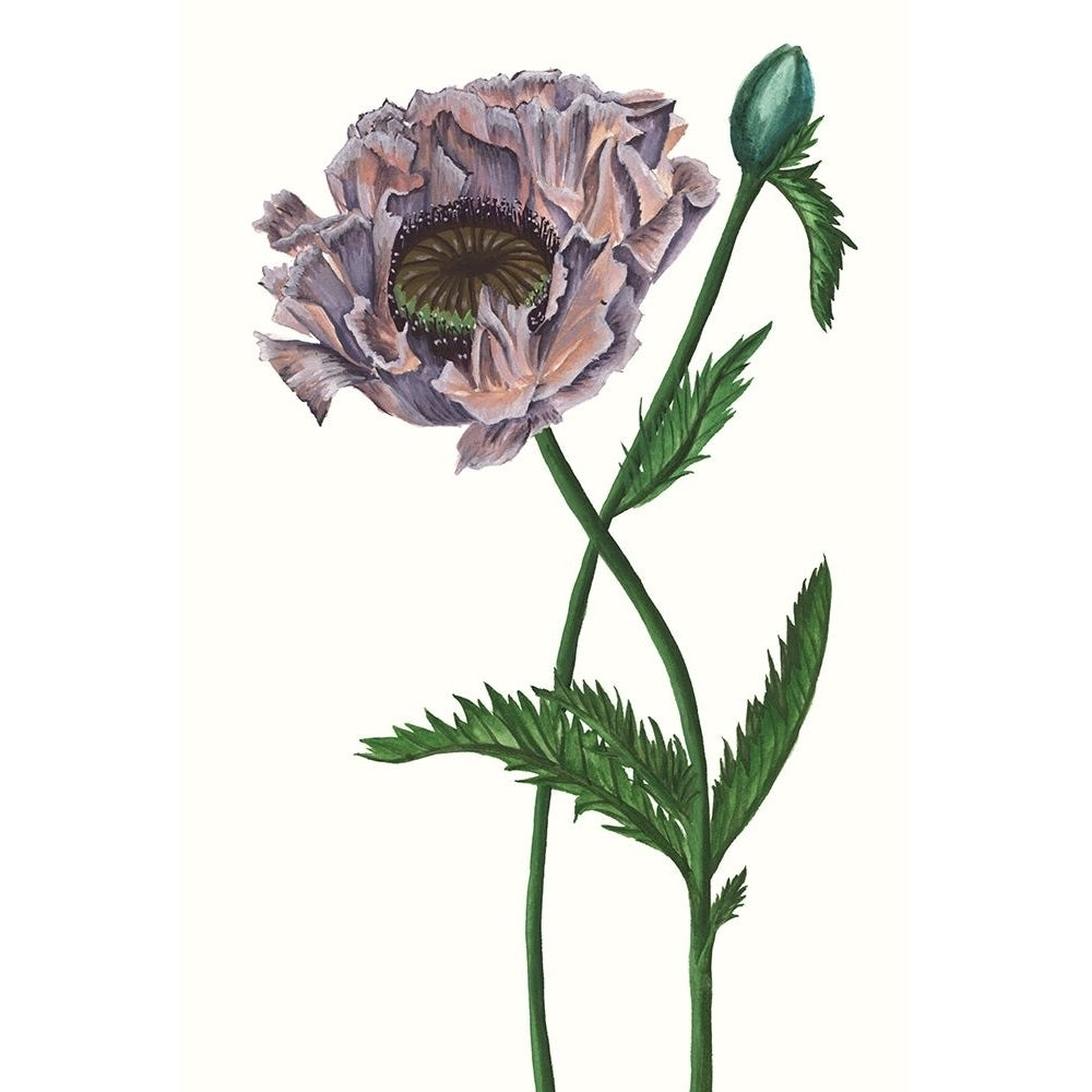 Poppy Flower IV Poster Print - Melissa Wang-VARPDX123720Z Image 1