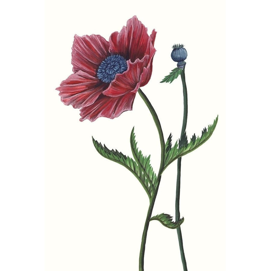 Poppy Flower II Poster Print - Melissa Wang-VARPDX123718Z Image 1