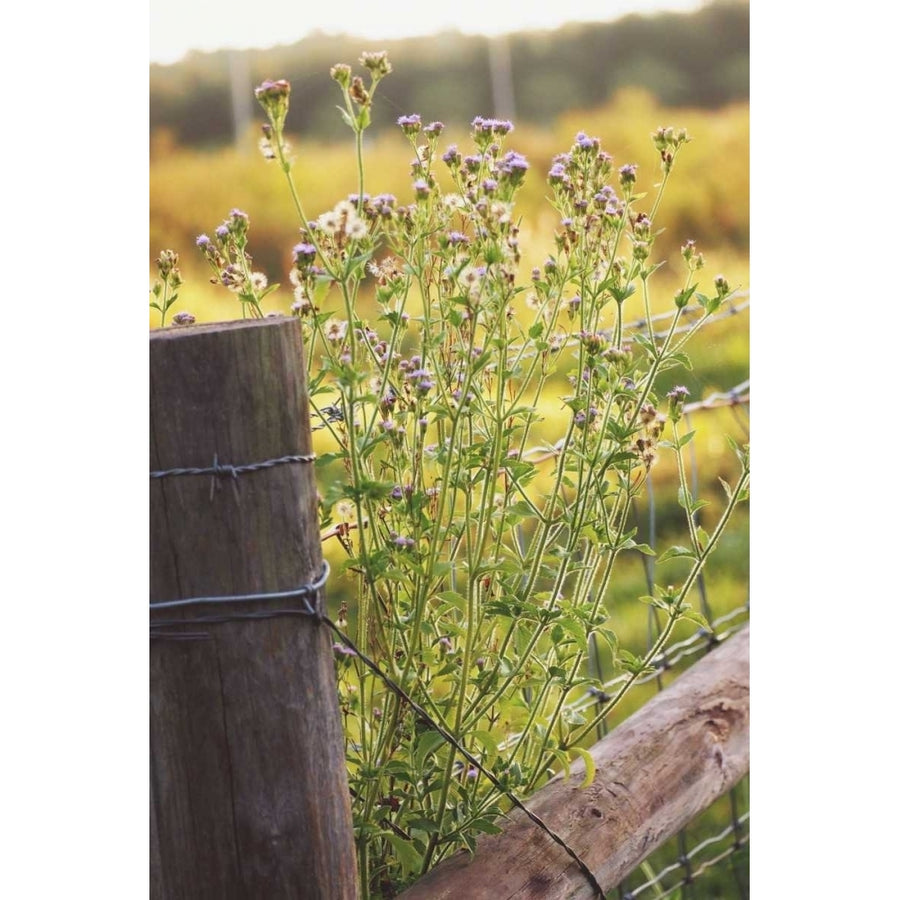 Flowers On The Fence I Poster Print by Gail Peck-VARPDX12372A Image 1