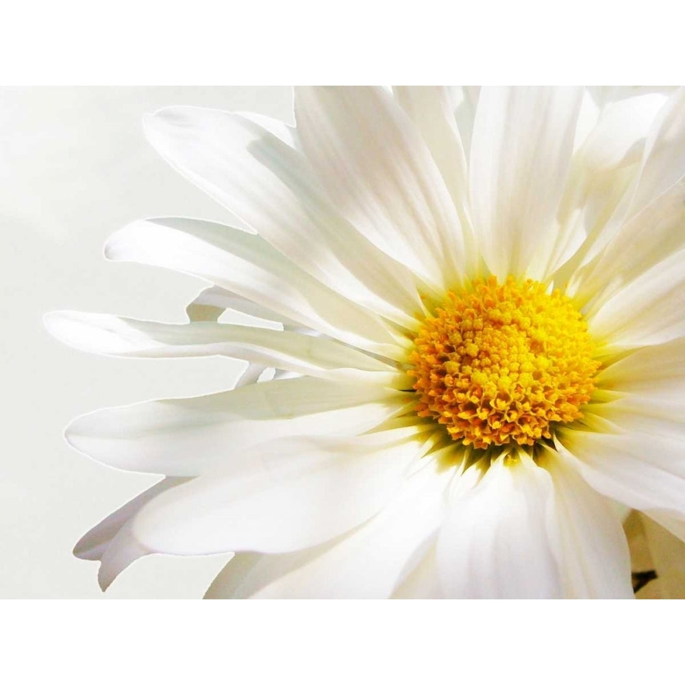 White Floating Daisy Poster Print by Gail Peck-VARPDX12372J Image 1