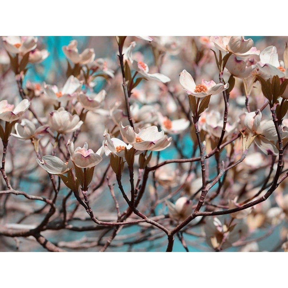 Dogwood Spring I Poster Print - Sharon Chandler-VARPDX123785D Image 1