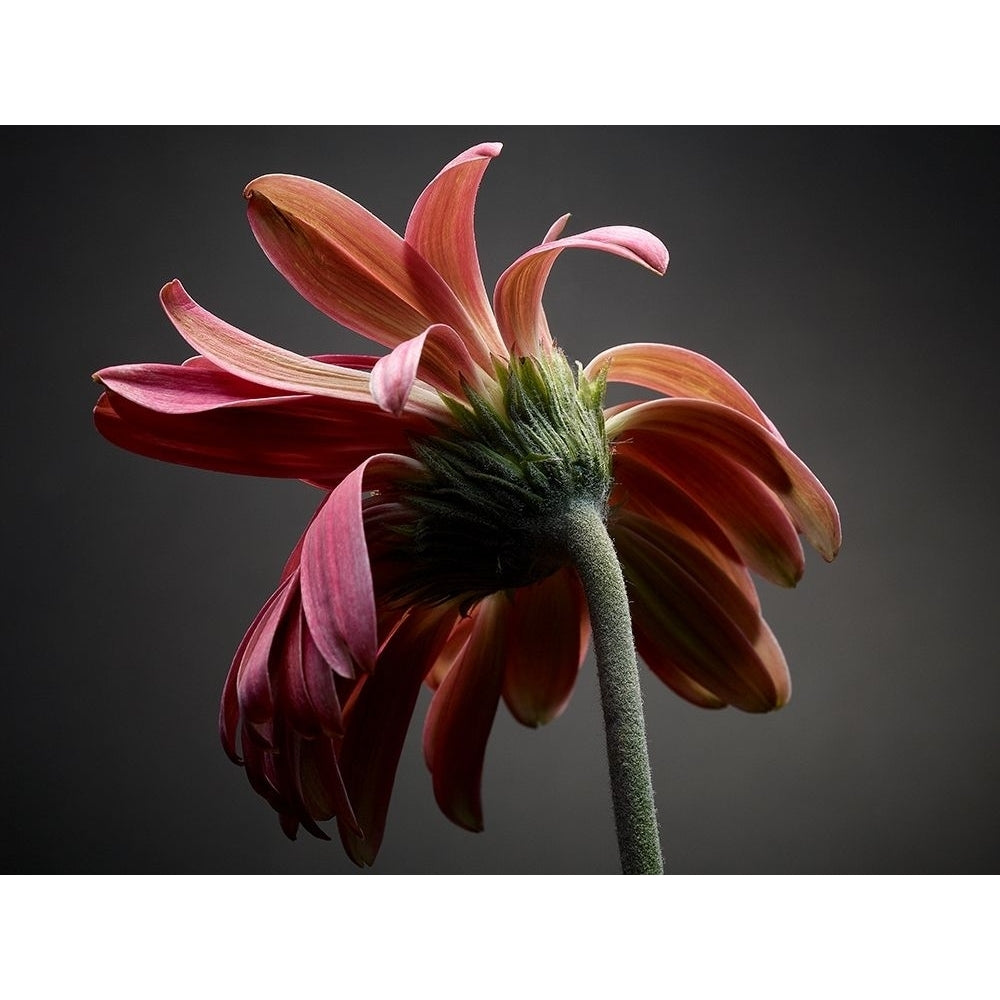 Studio Flowers IV Poster Print - James McLoughlin-VARPDX123868GG Image 1