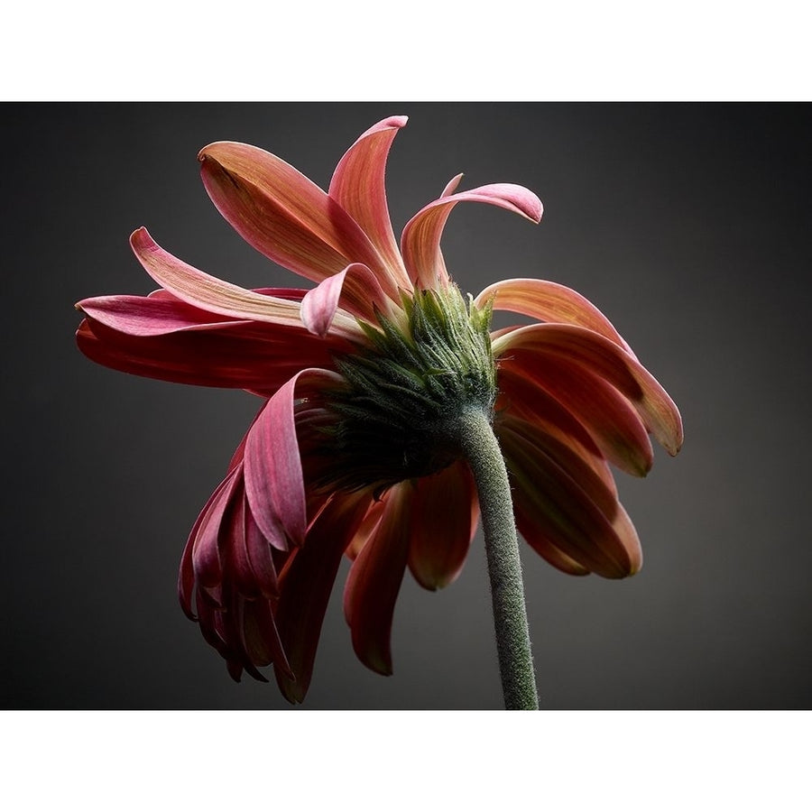 Studio Flowers IV Poster Print - James McLoughlin-VARPDX123868GG Image 1