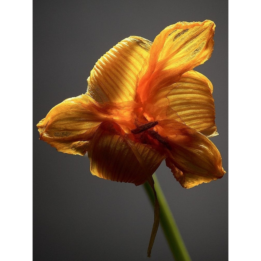 Studio Flowers XI Poster Print - James McLoughlin-VARPDX123875GG Image 1