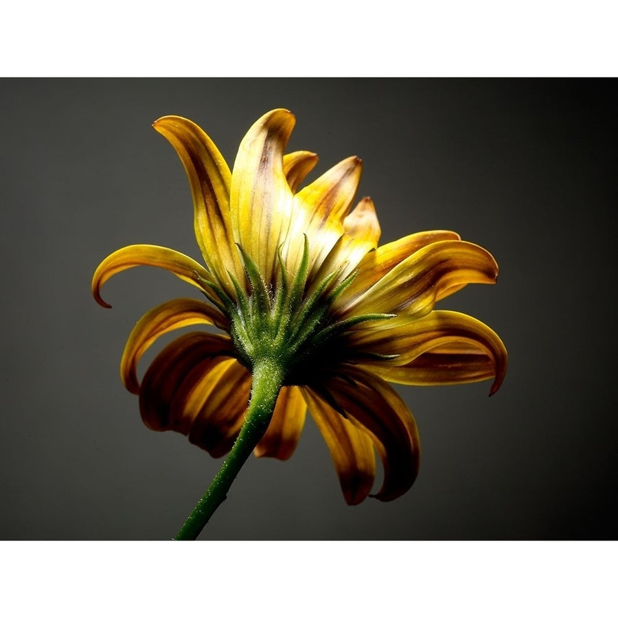 Studio Flowers III Poster Print - James McLoughlin-VARPDX123867GG Image 1