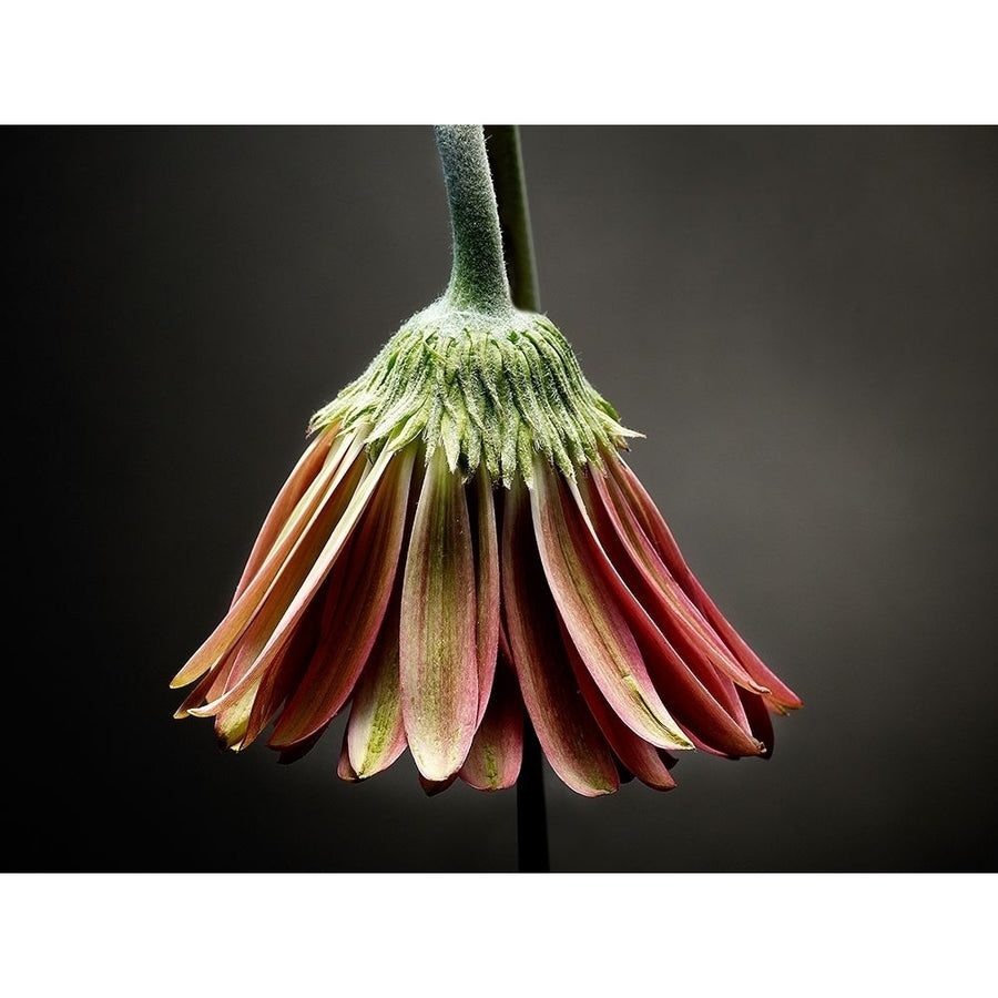 Studio Flowers II Poster Print - James McLoughlin-VARPDX123866GG Image 1