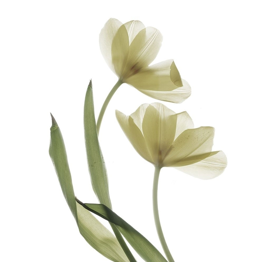 Xray Tulip I Poster Print - Judy Stalus-VARPDX124018GG Image 1