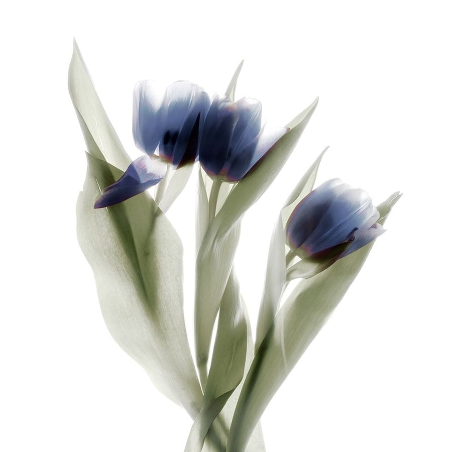 Xray Tulip IX Poster Print - Judy Stalus-VARPDX124026GG Image 1