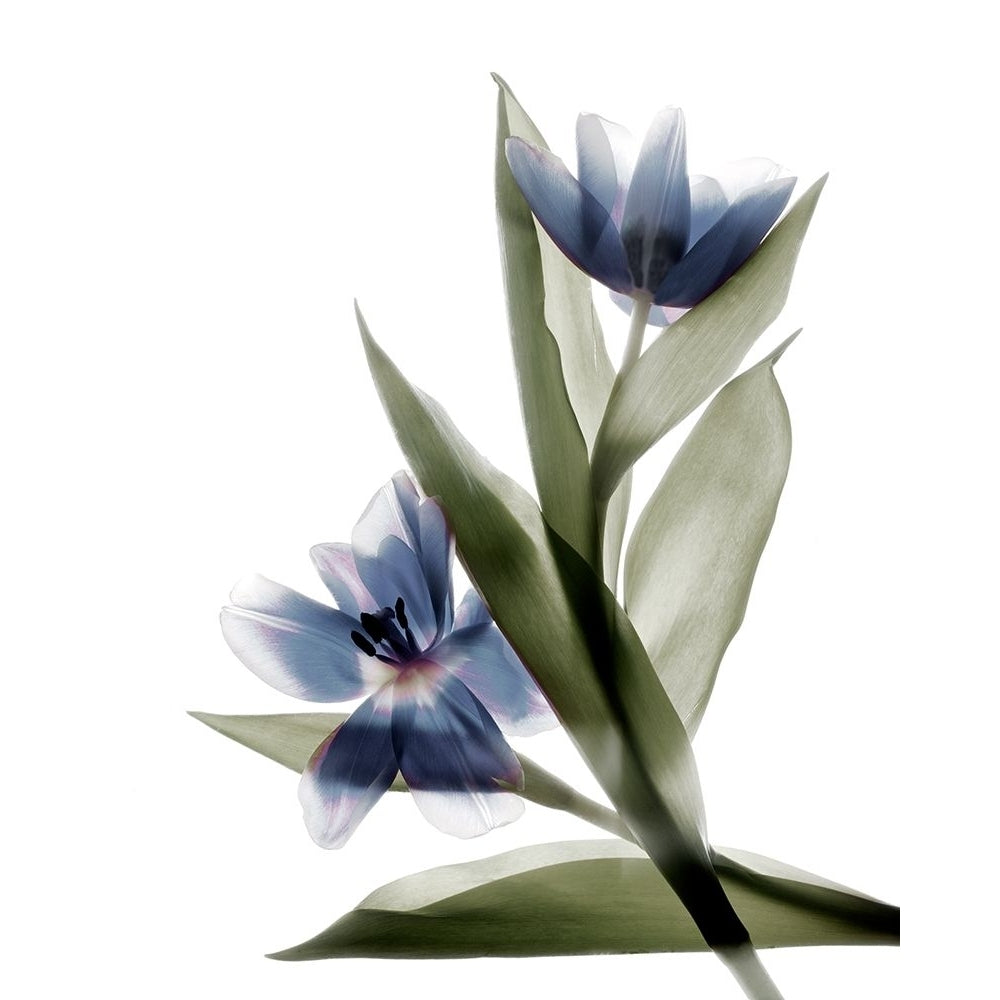 Xray Tulip VI Poster Print - Judy Stalus-VARPDX124023GG Image 1