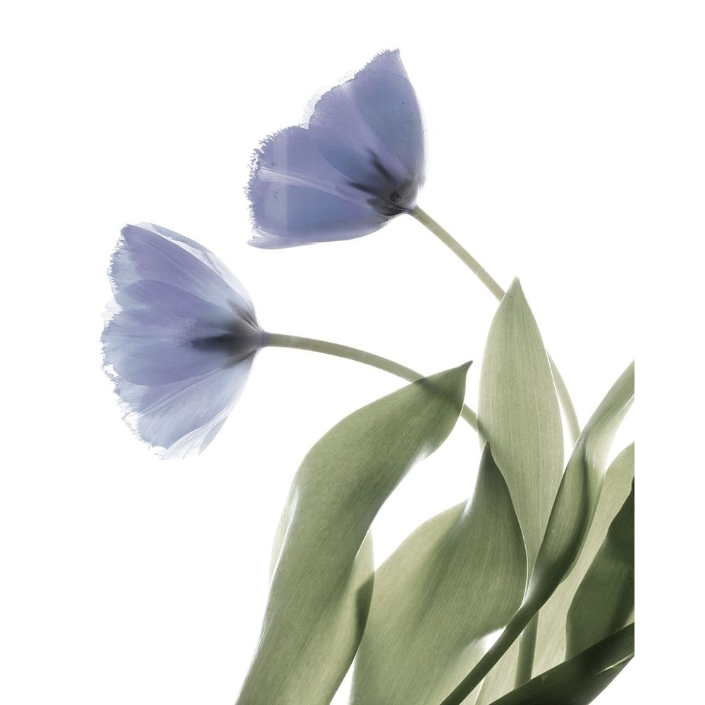 Xray Tulip III Poster Print - Judy Stalus-VARPDX124020GG Image 1