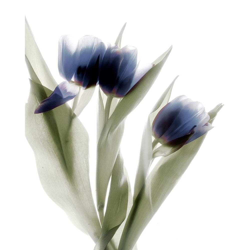 Xray Tulip IV Poster Print - Judy Stalus-VARPDX124021GG Image 1