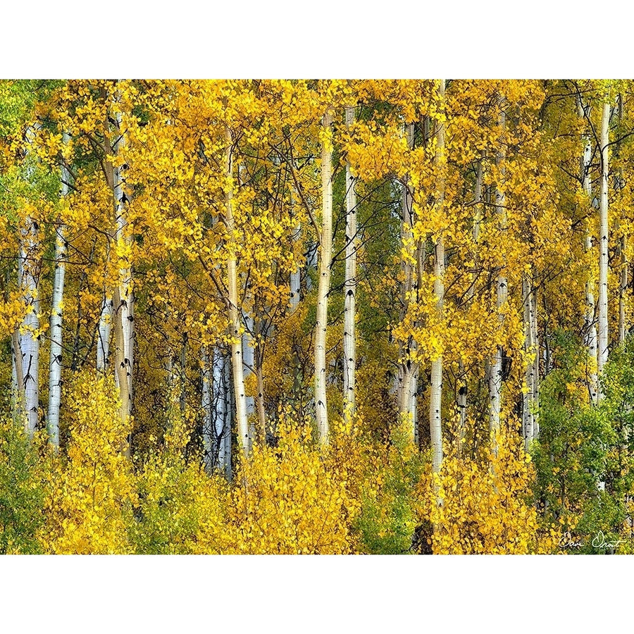 Yellow Woods II Poster Print - David Drost-VARPDX124053D Image 1