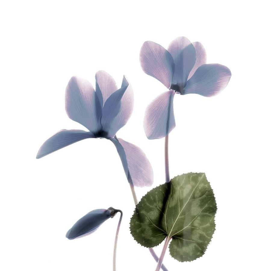 Xray Cyclamen Poster Print - Judy Stalus-VARPDX124029GG Image 1