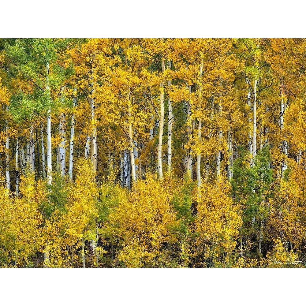 Yellow Woods III Poster Print - David Drost-VARPDX124054D Image 1